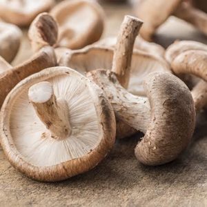Cogumelos